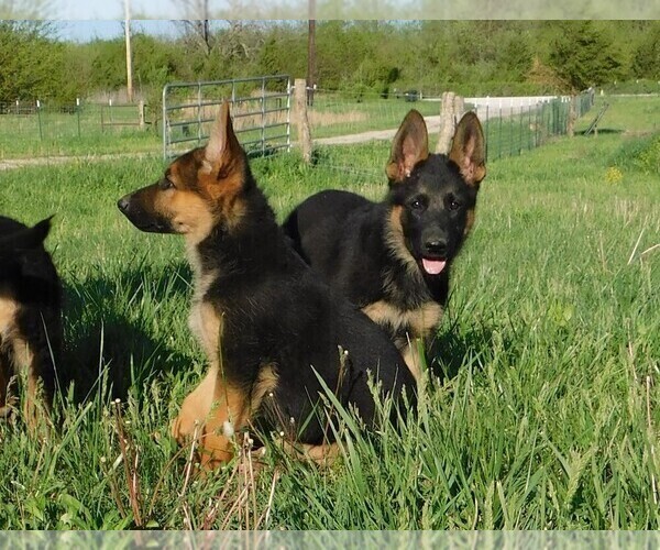 Medium Photo #6 German Shepherd Dog Puppy For Sale in MORRISVILLE, MO, USA