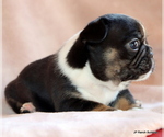 Small #1 French Bulldog