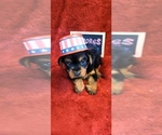 Small #5 Yorkshire Terrier