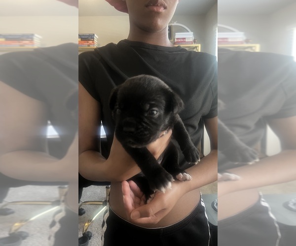 Medium Photo #18 Cane Corso Puppy For Sale in VAN BUREN TWP, MI, USA