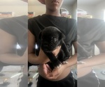 Small #17 Cane Corso
