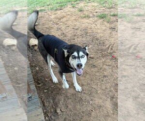 Siberian Husky-Unknown Mix Dogs for adoption in Euless, TX, USA