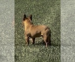 Small #2 French Bulldog