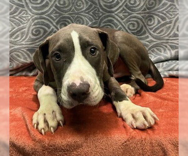 Medium Photo #2 American Pit Bull Terrier-Unknown Mix Puppy For Sale in Wetumpka, AL, USA