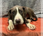 Small #1 American Pit Bull Terrier Mix