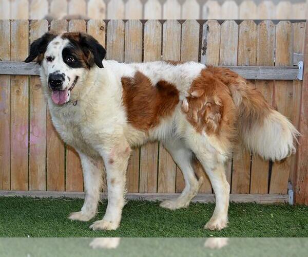 Medium Photo #1 Saint Bernard Puppy For Sale in West Valley, UT, USA