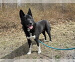 Small #1 Border Collie Mix