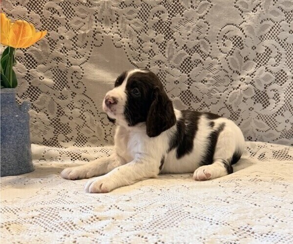 Medium Photo #1 English Springer Spaniel Puppy For Sale in OWEN, WI, USA