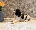 Small English Springer Spaniel