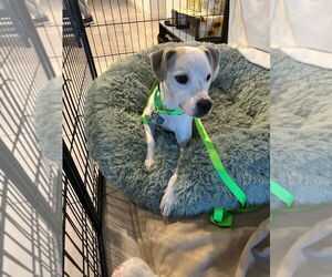 Labrador Retriever-Unknown Mix Dogs for adoption in Chandler, AZ, USA