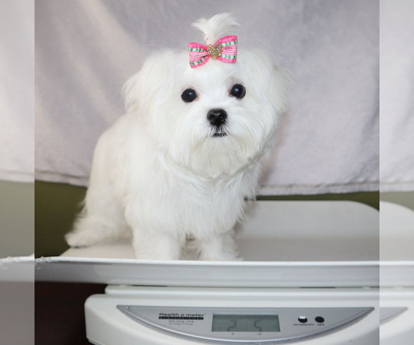 Medium Photo #5 Maltese Puppy For Sale in LOS ANGELES, CA, USA