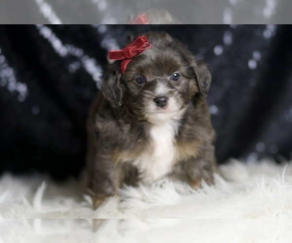 Medium Photo #2 Goldendoodle (Miniature) Puppy For Sale in WARSAW, IN, USA