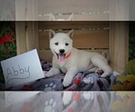 Small Photo #4 Shiba Inu Puppy For Sale in LUBLIN, WI, USA