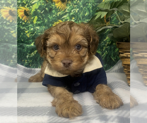 YorkiePoo Puppy for sale in SELLERSBURG, IN, USA