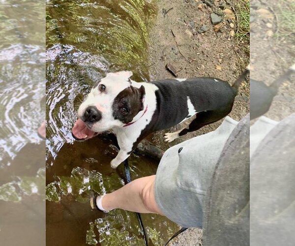 Medium Photo #7 American Pit Bull Terrier-Unknown Mix Puppy For Sale in Landenberg, PA, USA
