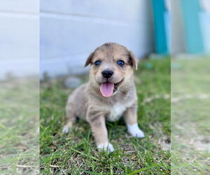Australian Shepherd-Unknown Mix Dogs for adoption in OKLAHOMA CITY, OK, USA