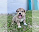 Small Australian Shepherd Mix