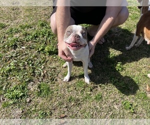 Father of the Boston Terrier puppies born on 02/04/2026