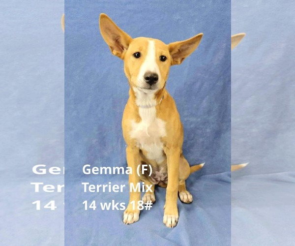 Medium Photo #1 Mutt Puppy For Sale in pomfret, CT, USA