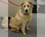 Small #3 Great Pyrenees Mix