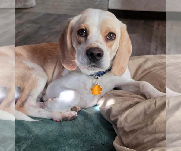 Medium Photo #4 Beagle Puppy For Sale in Las Vegas, NV, USA