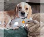 Small #3 Beagle