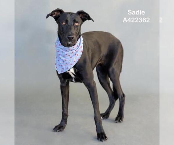 Medium Photo #2 Labrador Retriever-Unknown Mix Puppy For Sale in Conroe, TX, USA