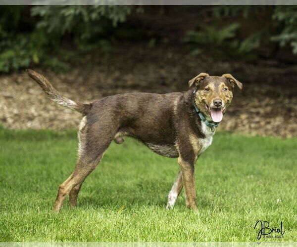 Medium Photo #4 Mutt Puppy For Sale in Farmington, MN, USA