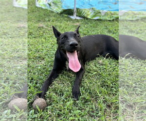 Skye - Female Shepradors Dog for Adoption - Photo #6