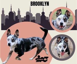 French Bulldog-Unknown Mix Dogs for adoption in Lindsay, CA, USA