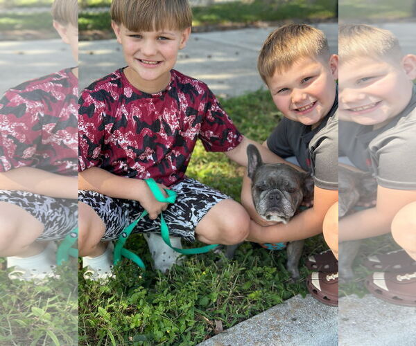 Medium Photo #12 French Bulldog Puppy For Sale in Sanford, FL, USA