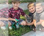 Small Photo #12 French Bulldog Puppy For Sale in Sanford, FL, USA