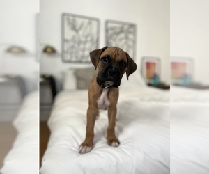 Boxer Puppy for sale in BELL, CA, USA