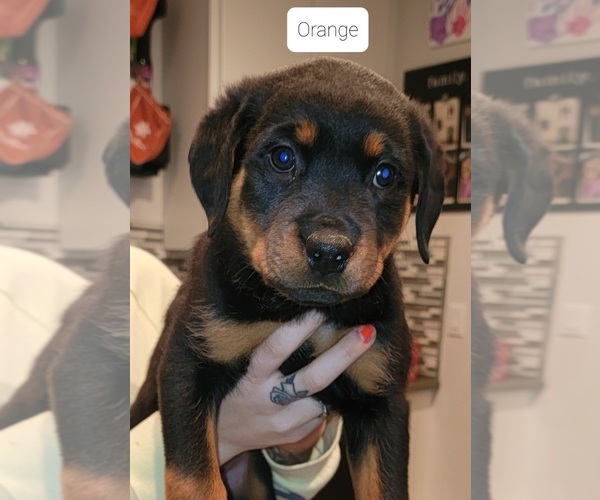 Medium Photo #1 Rottweiler Puppy For Sale in GRESHAM, OR, USA