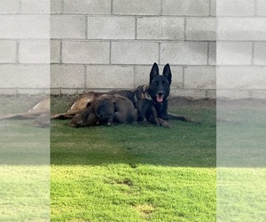 Malinois Puppy for Sale in BAKERSFIELD, California USA