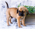 Small Photo #52 Puggle Puppy For Sale in WAKARUSA, IN, USA