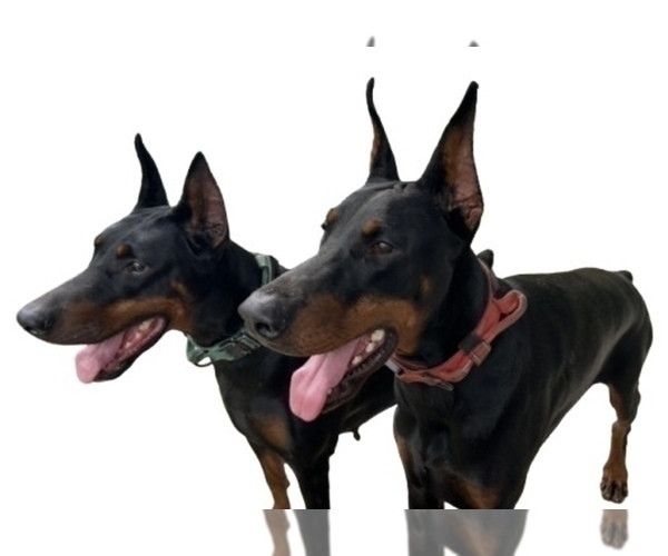 Medium Photo #1 Doberman Pinscher Puppy For Sale in KERNERSVILLE, NC, USA