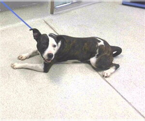 American Staffordshire Terrier-Unknown Mix Dogs for adoption in Tallahassee, FL, USA