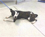 Small American Staffordshire Terrier Mix