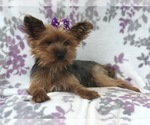 Small Photo #11 Yorkshire Terrier Puppy For Sale in LAKELAND, FL, USA