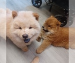Puppy Sissy sold Chow Chow