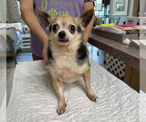 Chihuahua Dogs for adoption in Benton, LA, USA