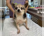 Small Chihuahua