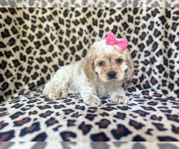 Medium Photo #5 Cocker Spaniel Puppy For Sale in LAKELAND, FL, USA