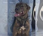 Small Labrador Retriever Mix