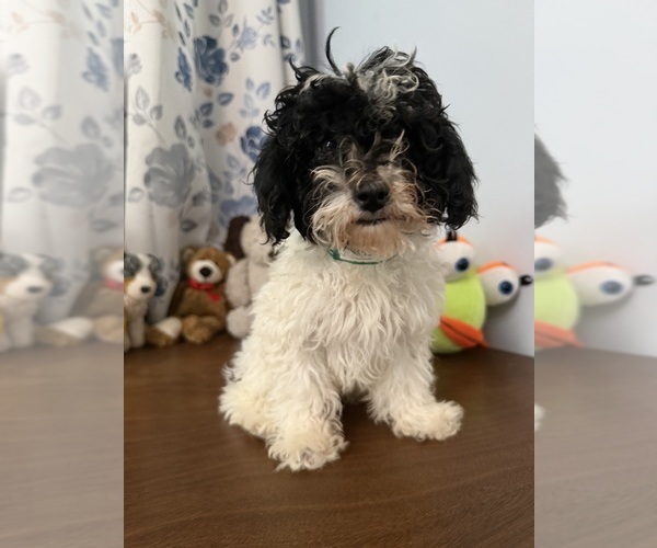 Medium Photo #22 Bichpoo Puppy For Sale in DURHAM, CT, USA