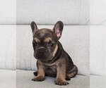 Small Photo #2 French Bulldog Puppy For Sale in GLADWYNE, PA, USA