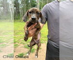 Small #1 Dachshund Mix