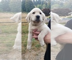 Small #11 Labrador Retriever
