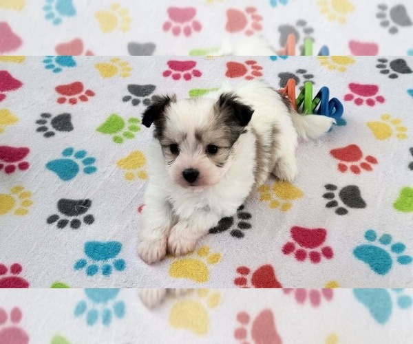 Medium Photo #13 Papitese Puppy For Sale in ORO VALLEY, AZ, USA